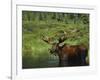 Bull Moose Wading in Tundra Pond, Denali National Park, Alaska, USA-Hugh Rose-Framed Photographic Print