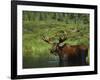 Bull Moose Wading in Tundra Pond, Denali National Park, Alaska, USA-Hugh Rose-Framed Photographic Print