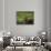 Bull Moose Wading in Tundra Pond, Denali National Park, Alaska, USA-Hugh Rose-Photographic Print displayed on a wall