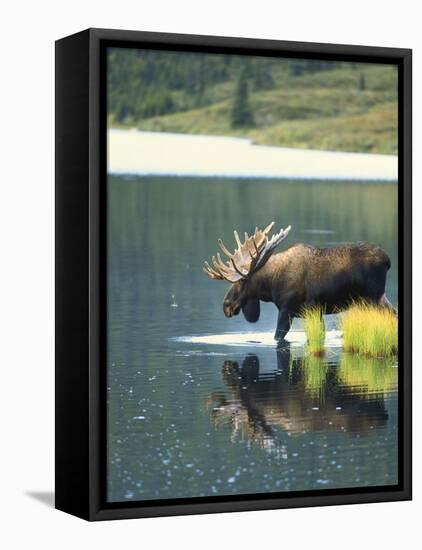 Bull Moose Wading in Tundra Pond, Denali National Park, Alaska, USA-Hugh Rose-Framed Stretched Canvas