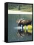 Bull Moose Wading in Tundra Pond, Denali National Park, Alaska, USA-Hugh Rose-Framed Stretched Canvas