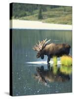 Bull Moose Wading in Tundra Pond, Denali National Park, Alaska, USA-Hugh Rose-Stretched Canvas