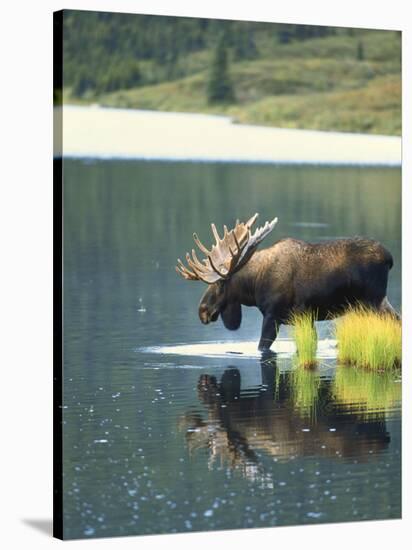 Bull Moose Wading in Tundra Pond, Denali National Park, Alaska, USA-Hugh Rose-Stretched Canvas