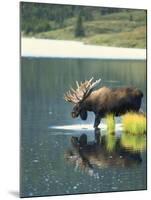 Bull Moose Wading in Tundra Pond, Denali National Park, Alaska, USA-Hugh Rose-Mounted Photographic Print