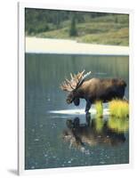 Bull Moose Wading in Tundra Pond, Denali National Park, Alaska, USA-Hugh Rose-Framed Photographic Print