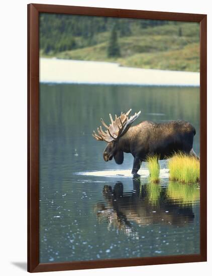 Bull Moose Wading in Tundra Pond, Denali National Park, Alaska, USA-Hugh Rose-Framed Photographic Print