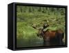 Bull Moose Wading in Tundra Pond, Denali National Park, Alaska, USA-Hugh Rose-Framed Stretched Canvas