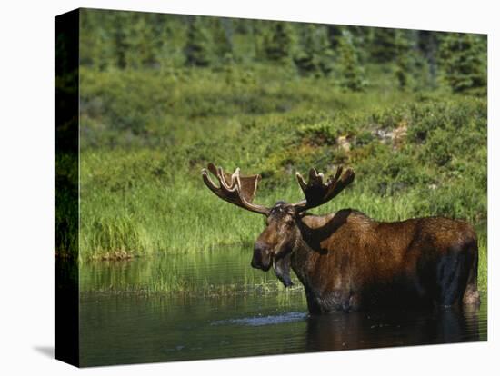 Bull Moose Wading in Tundra Pond, Denali National Park, Alaska, USA-Hugh Rose-Stretched Canvas