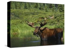 Bull Moose Wading in Tundra Pond, Denali National Park, Alaska, USA-Hugh Rose-Stretched Canvas