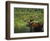 Bull Moose Wading in Tundra Pond, Denali National Park, Alaska, USA-Hugh Rose-Framed Photographic Print