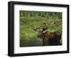 Bull Moose Wading in Tundra Pond, Denali National Park, Alaska, USA-Hugh Rose-Framed Photographic Print