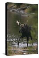 Bull Moose Walking in River-DLILLC-Stretched Canvas