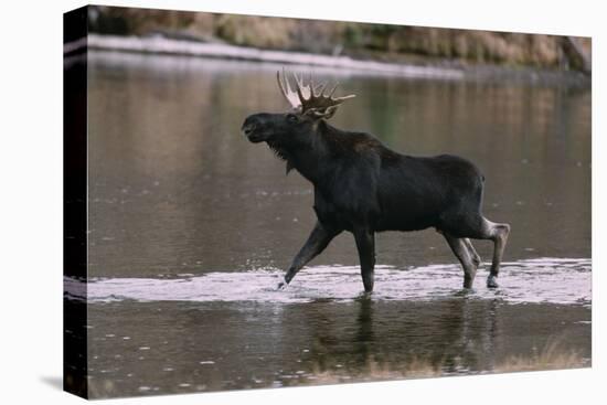 Bull Moose Walking in River-DLILLC-Stretched Canvas