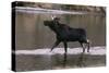 Bull Moose Walking in River-DLILLC-Stretched Canvas