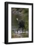 Bull Moose Walking in River-DLILLC-Framed Photographic Print