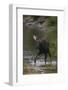 Bull Moose Walking in River-DLILLC-Framed Photographic Print