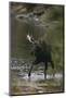 Bull Moose Walking in River-DLILLC-Mounted Photographic Print