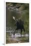 Bull Moose Walking in River-DLILLC-Framed Photographic Print