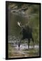 Bull Moose Walking in River-DLILLC-Framed Photographic Print