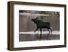 Bull Moose Walking in River-DLILLC-Framed Photographic Print