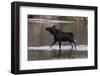 Bull Moose Walking in River-DLILLC-Framed Photographic Print