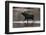 Bull Moose Walking in River-DLILLC-Framed Photographic Print