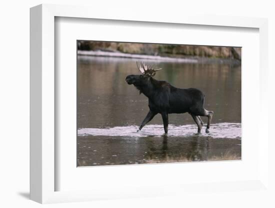 Bull Moose Walking in River-DLILLC-Framed Photographic Print