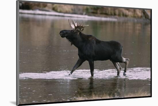 Bull Moose Walking in River-DLILLC-Mounted Photographic Print