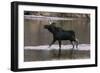 Bull Moose Walking in River-DLILLC-Framed Photographic Print