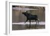 Bull Moose Walking in River-DLILLC-Framed Photographic Print