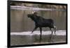 Bull Moose Walking in River-DLILLC-Framed Photographic Print