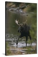 Bull Moose Walking in River-DLILLC-Stretched Canvas