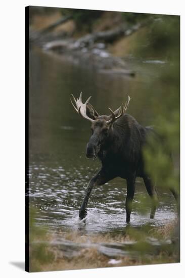 Bull Moose Walking in River-DLILLC-Stretched Canvas