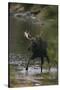 Bull Moose Walking in River-DLILLC-Stretched Canvas