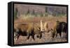 Bull Moose Wildlife, Denali National Park, Alaska, USA-Gerry Reynolds-Framed Stretched Canvas