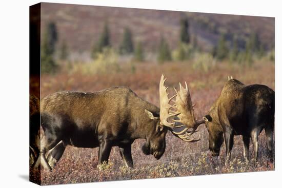 Bull Moose Wildlife, Denali National Park, Alaska, USA-Gerry Reynolds-Stretched Canvas