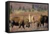 Bull Moose Wildlife, Denali National Park, Alaska, USA-Gerry Reynolds-Framed Stretched Canvas