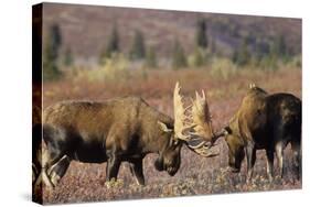 Bull Moose Wildlife, Denali National Park, Alaska, USA-Gerry Reynolds-Stretched Canvas