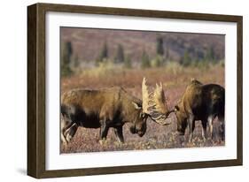 Bull Moose Wildlife, Denali National Park, Alaska, USA-Gerry Reynolds-Framed Photographic Print