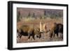 Bull Moose Wildlife, Denali National Park, Alaska, USA-Gerry Reynolds-Framed Photographic Print