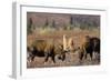 Bull Moose Wildlife, Denali National Park, Alaska, USA-Gerry Reynolds-Framed Photographic Print