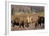 Bull Moose Wildlife, Denali National Park, Alaska, USA-Gerry Reynolds-Framed Photographic Print