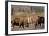 Bull Moose Wildlife, Denali National Park, Alaska, USA-Gerry Reynolds-Framed Photographic Print