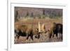 Bull Moose Wildlife, Denali National Park, Alaska, USA-Gerry Reynolds-Framed Photographic Print