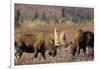 Bull Moose Wildlife, Denali National Park, Alaska, USA-Gerry Reynolds-Framed Photographic Print