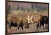 Bull Moose Wildlife, Denali National Park, Alaska, USA-Gerry Reynolds-Framed Photographic Print