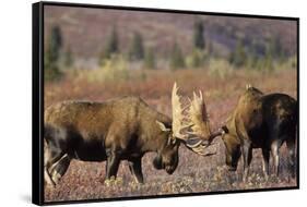 Bull Moose Wildlife, Denali National Park, Alaska, USA-Gerry Reynolds-Framed Stretched Canvas