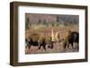 Bull Moose Wildlife, Denali National Park, Alaska, USA-Gerry Reynolds-Framed Photographic Print