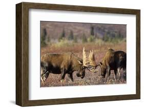 Bull Moose Wildlife, Denali National Park, Alaska, USA-Gerry Reynolds-Framed Photographic Print