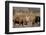 Bull Moose Wildlife, Denali National Park, Alaska, USA-Gerry Reynolds-Framed Photographic Print